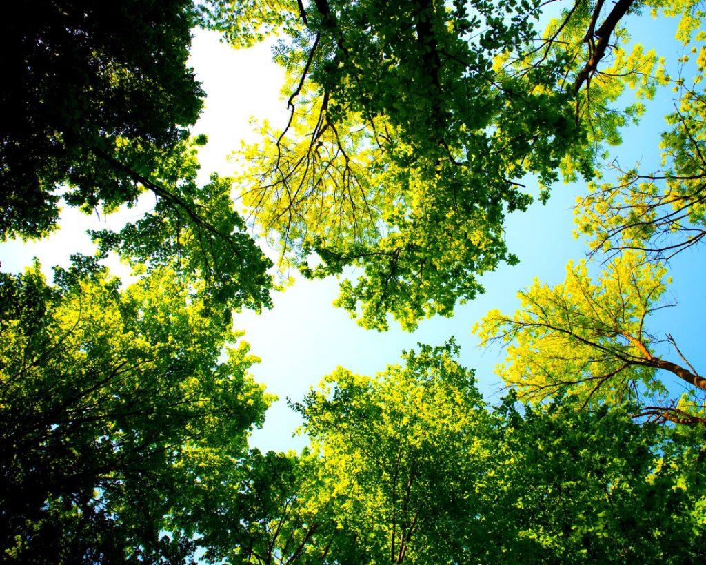Maibara Geothermal team planted 525 trees