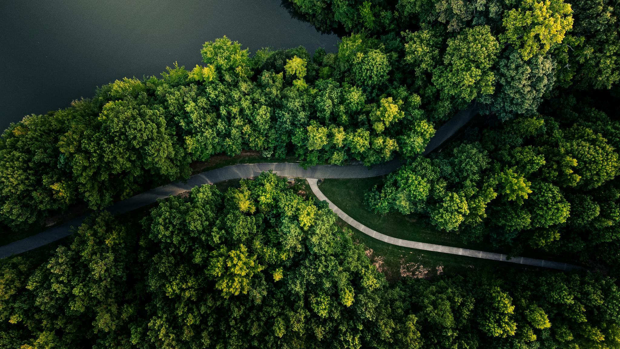 Captivating aerial image of a vibrant green forest with a winding path. Shot in Apex, NC.