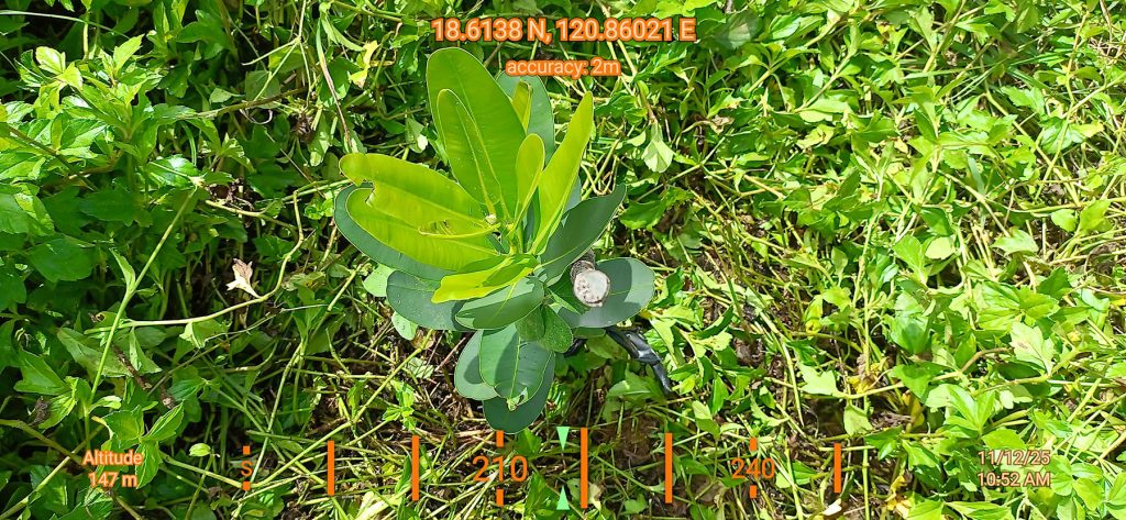 Seedling at Ilocos Norte Conservation Estate 1125