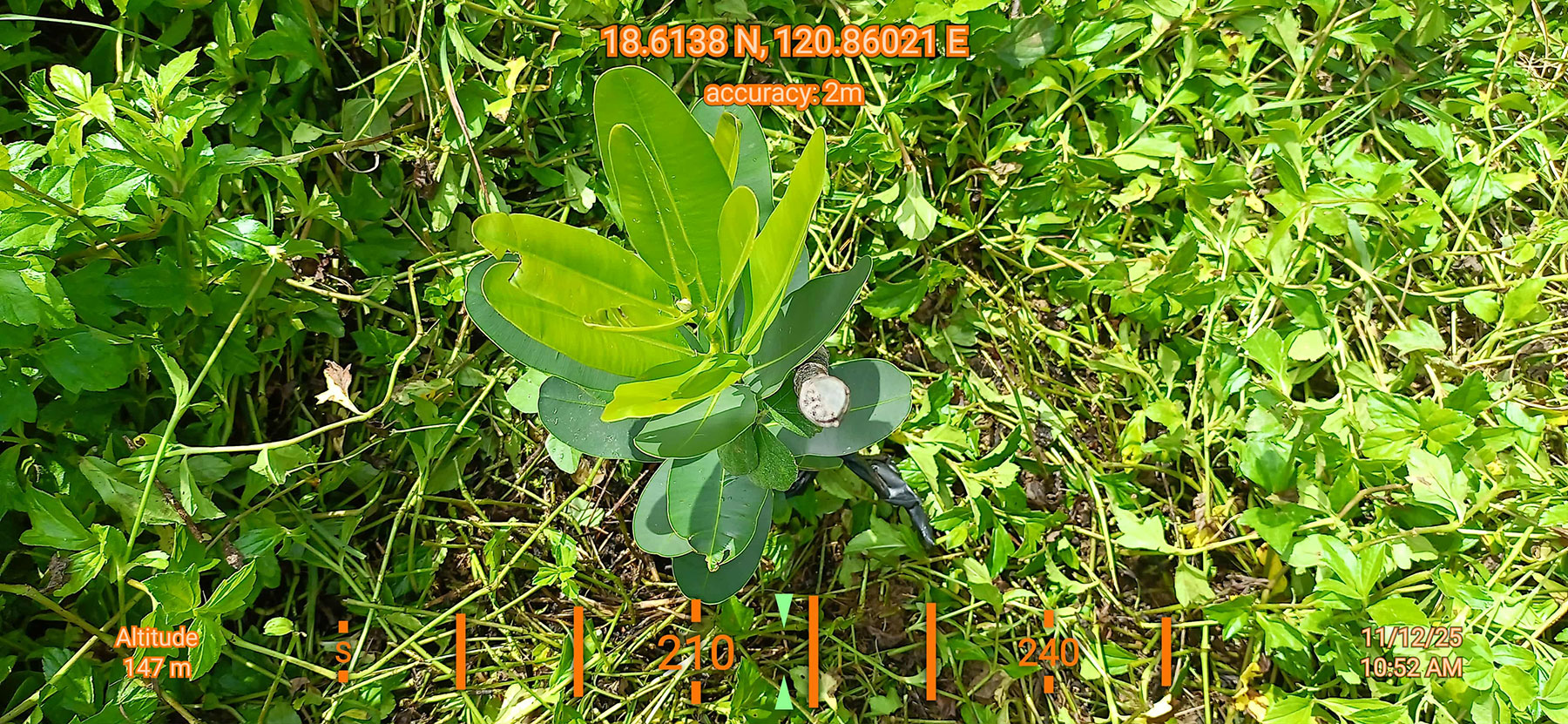 Seedling at Ilocos Norte Conservation Estate 1125