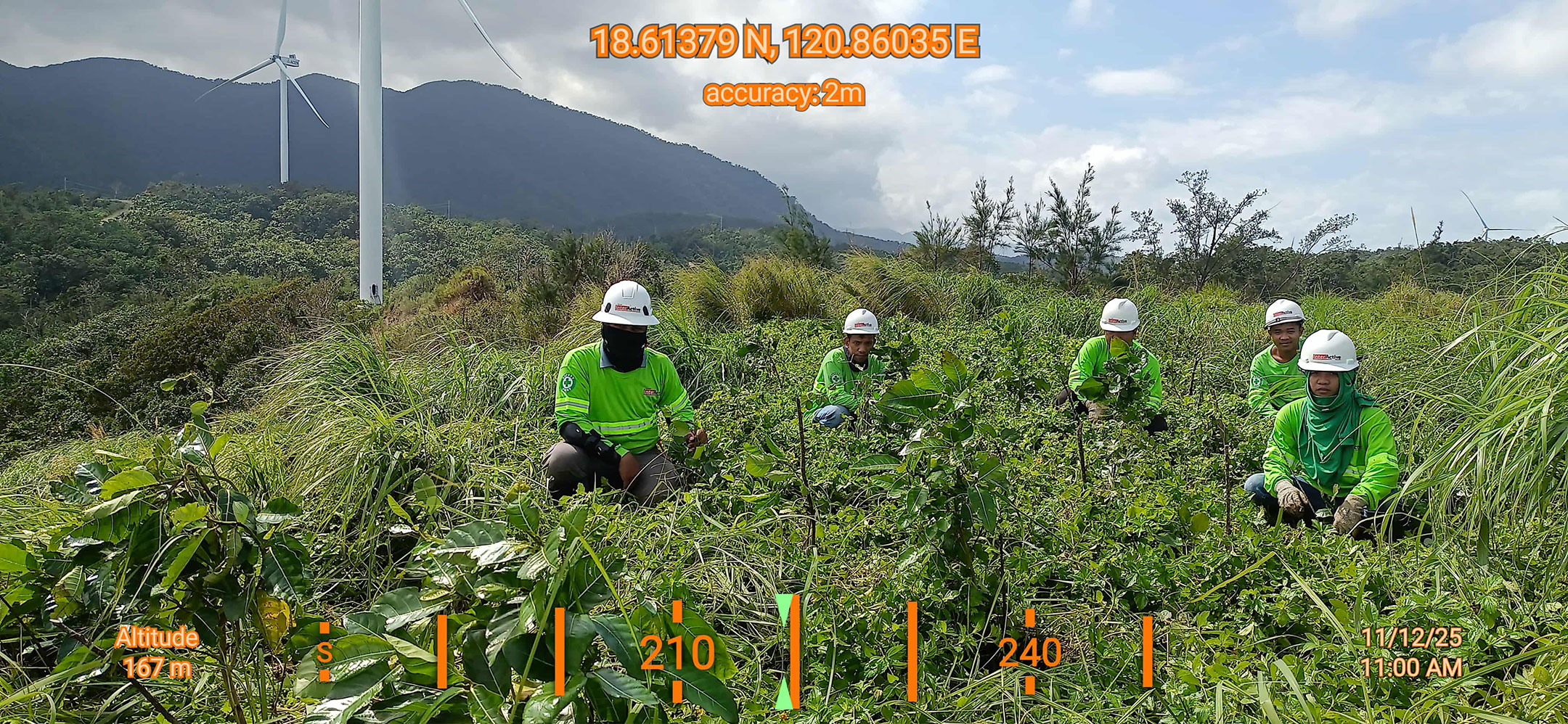 Seedling at Ilocos Norte Conservation Estate 1125 2