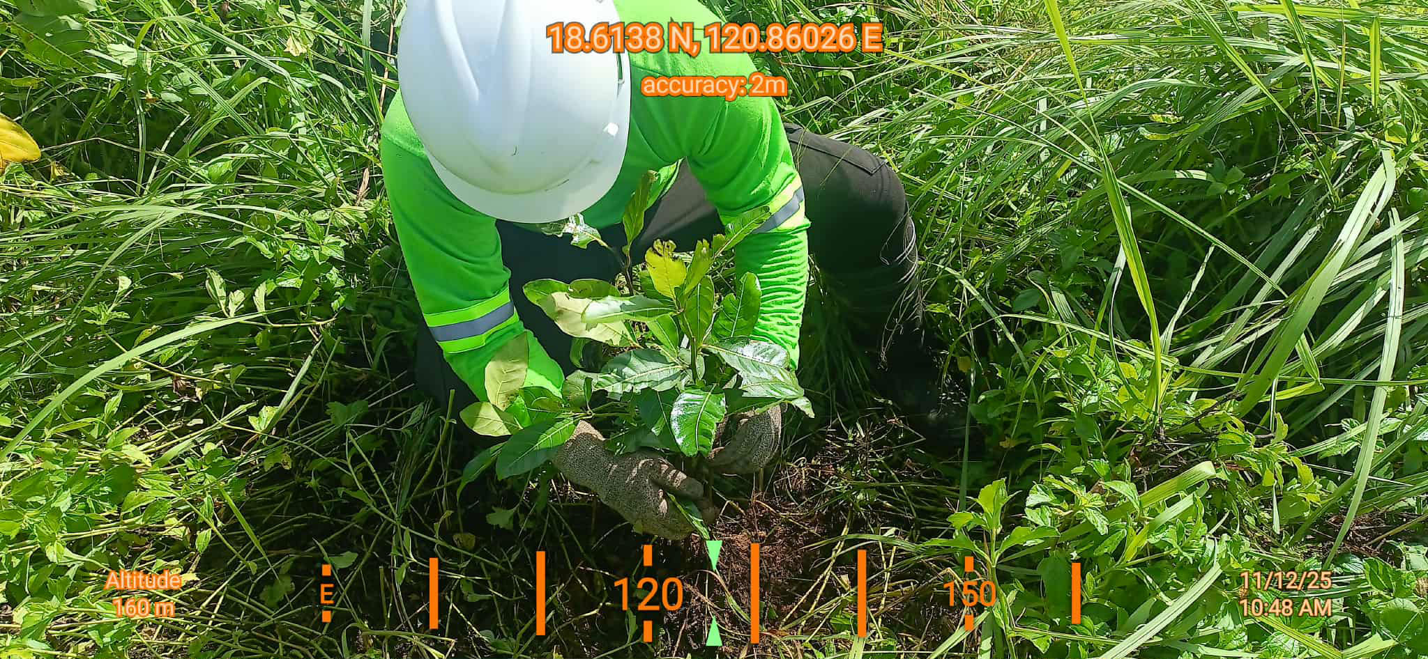 Seedling at Ilocos Norte Conservation Estate 1125 3