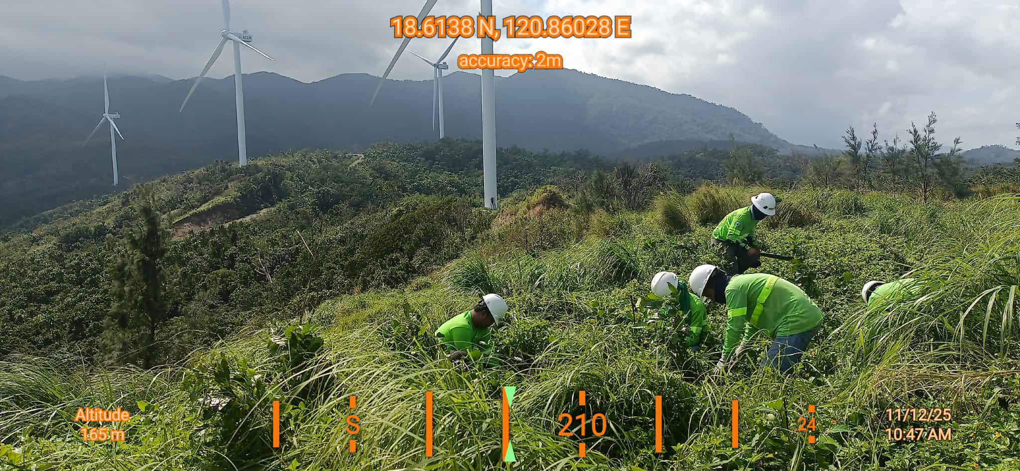 Seedling at Ilocos Norte Conservation Estate 1125 4