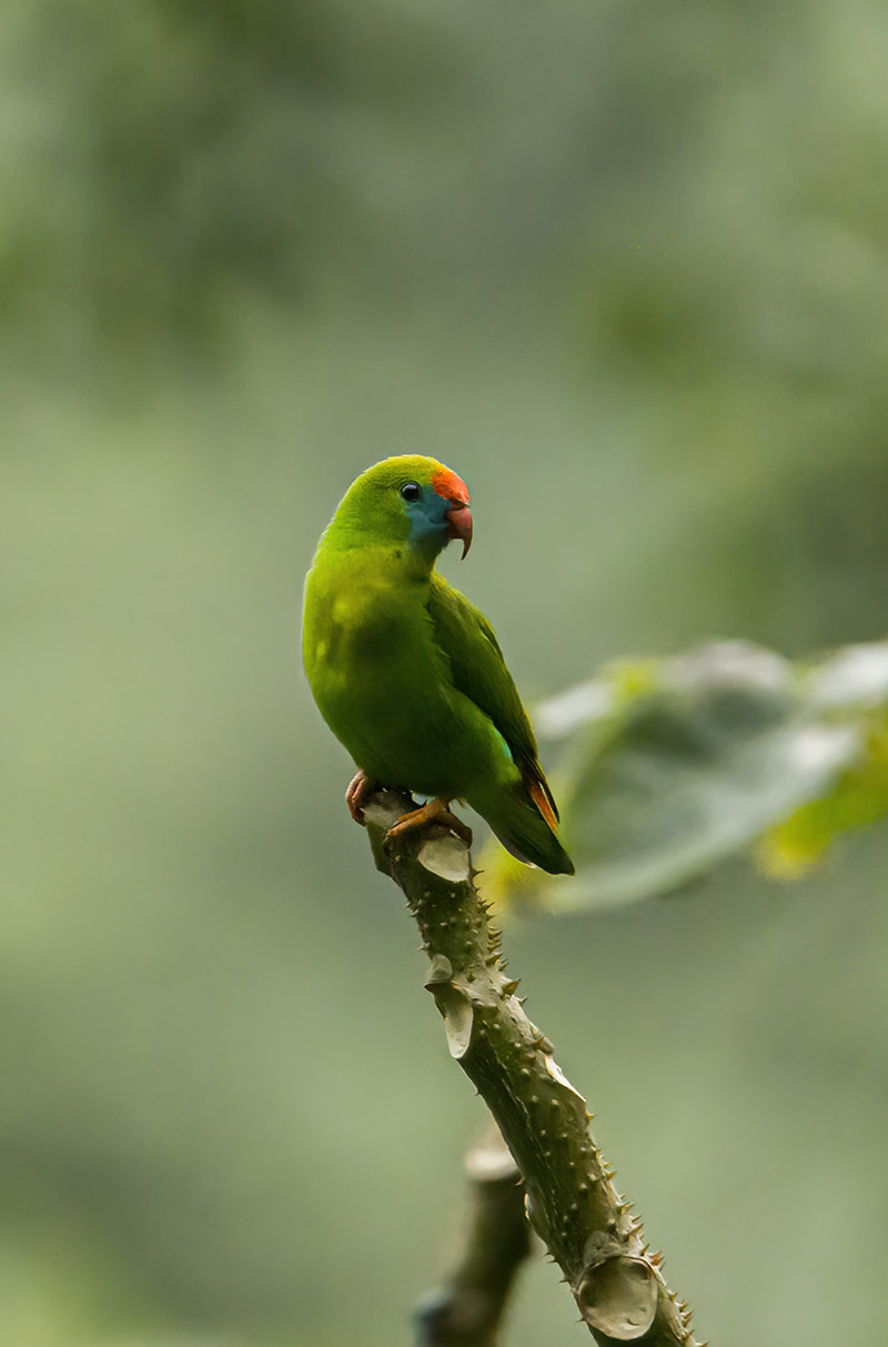 Philippine Hanging Parrot (Loriculus philippensis) Photo by John Bibar, CCIPH (2025)