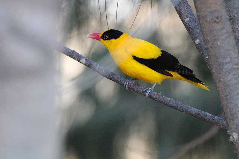 Biodiversity Nature habitat areas protected