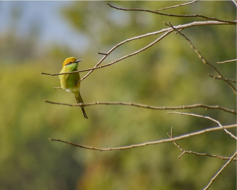 Mui Ne biodiversity