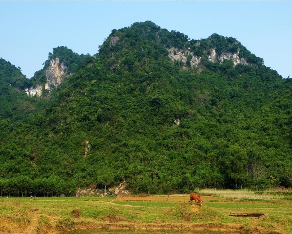 Quang Binh Reforestation program in Vietnam