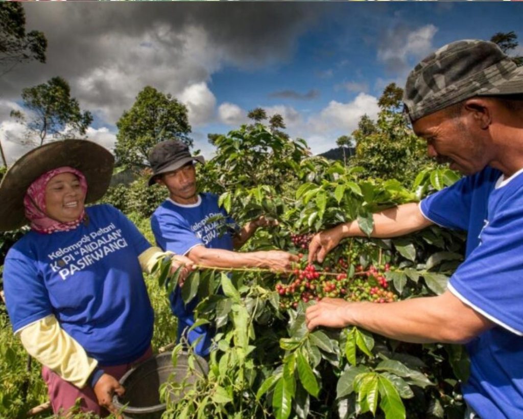 Salak and Darajat Geothermal plant Coffee plant cultivation (2)