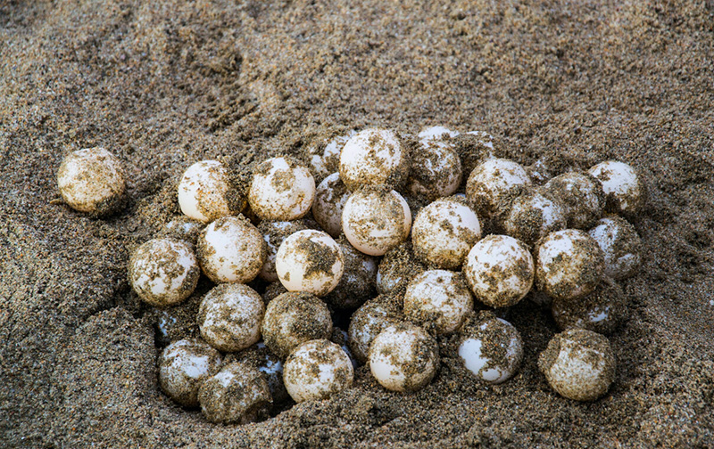 turtle-eggs