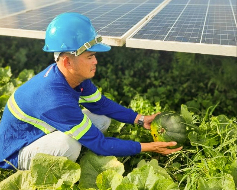 ACEN Agrovoltaic program