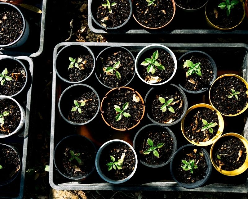 Gigasol Alaminos Nursery