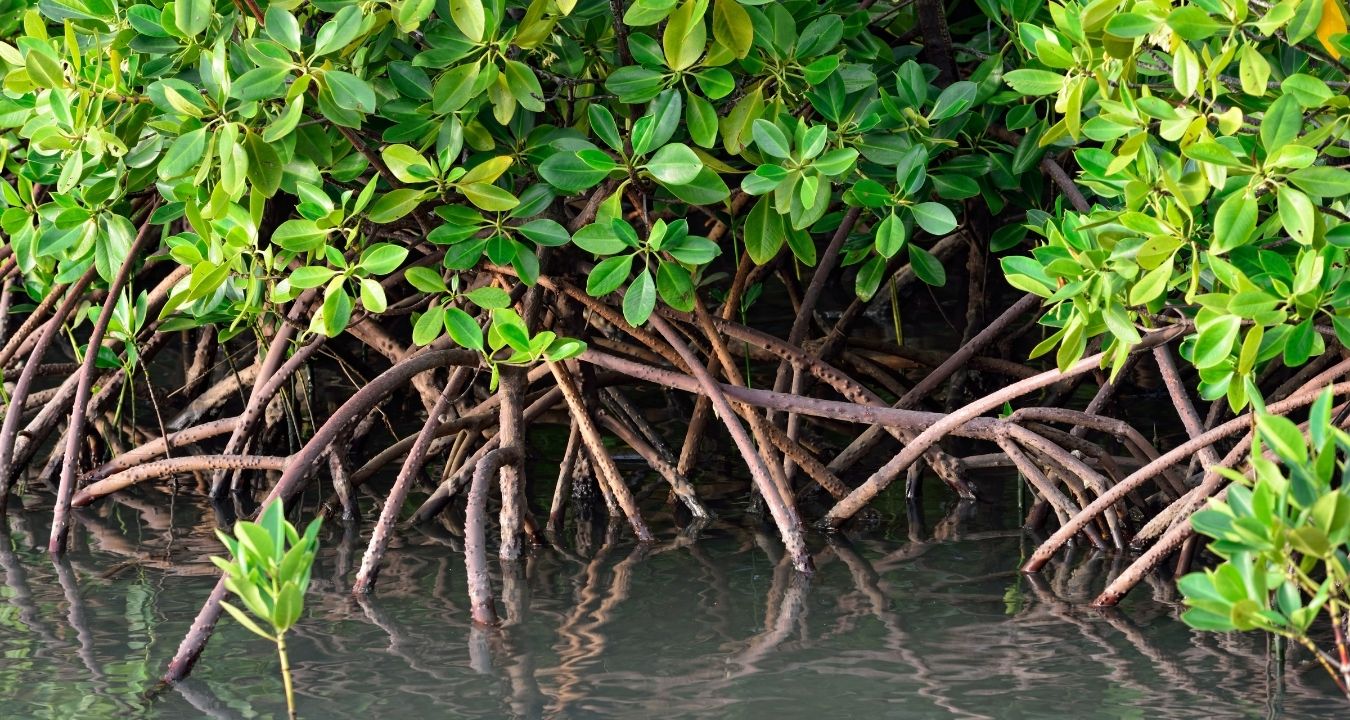 SLTEC adopts 10-ha mangrove plantation