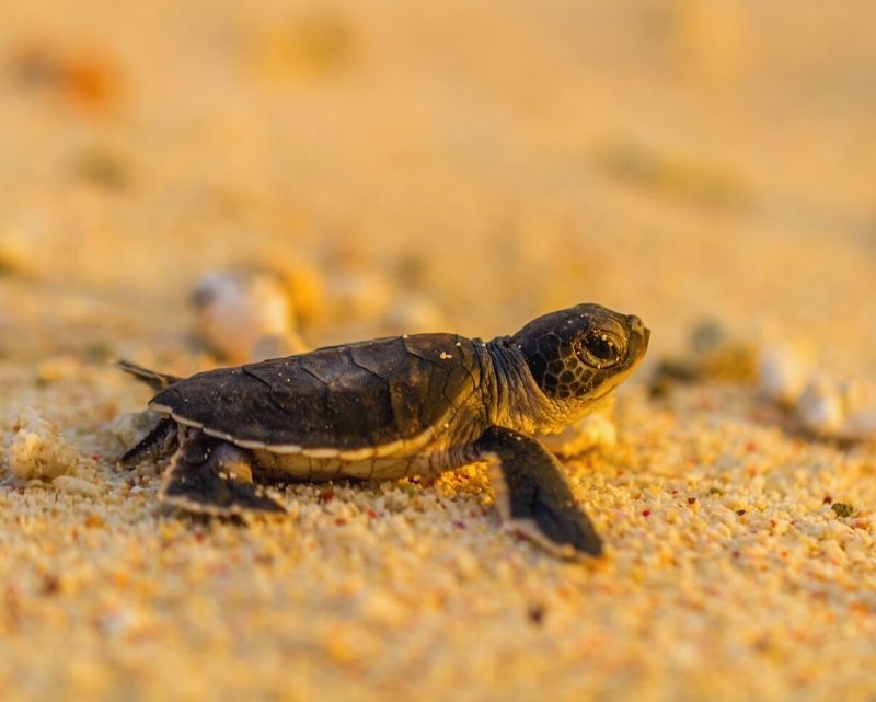 AC Energy’s integrated approach to turtle conservation