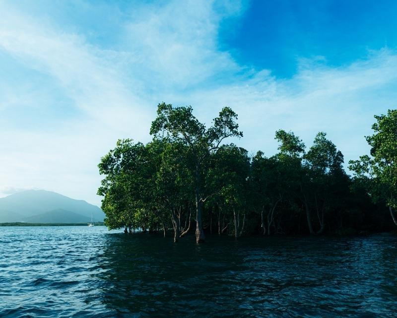 SLTEC adopts 10-hectare mangrove plantation in Calatagan