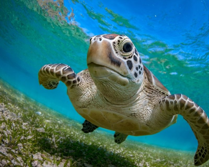 Into the sea: Endangered Hawksbill pawikan freed in Pagudpud