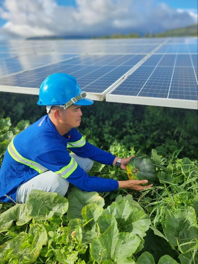 Solar energy co-exists with agriculture through ACEN’s agrivoltaics program