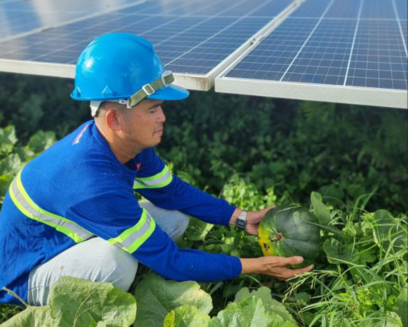 Solar energy co-exists with agriculture through ACEN’s agrivoltaics program