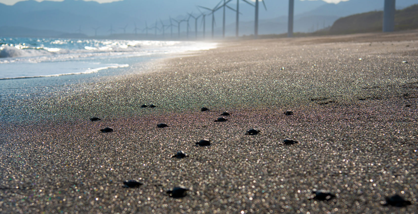 ACEN Pawikan Conservation in Bangui, Ilocos Norte