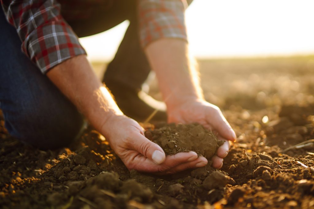  a volunteer touching soil